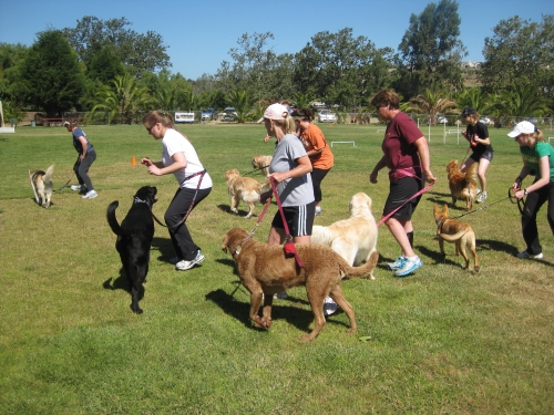 dog walking